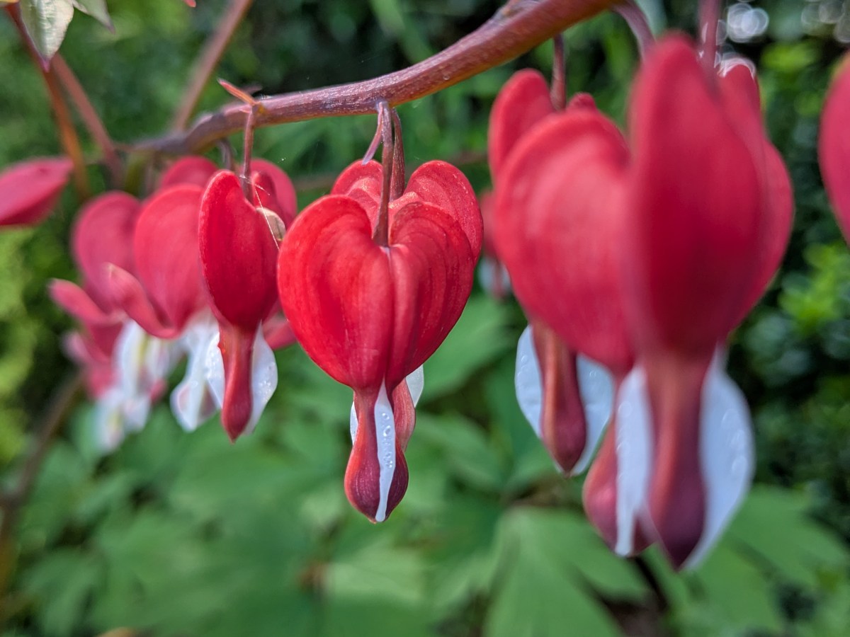 How can qigong help your&nbsp;heart?