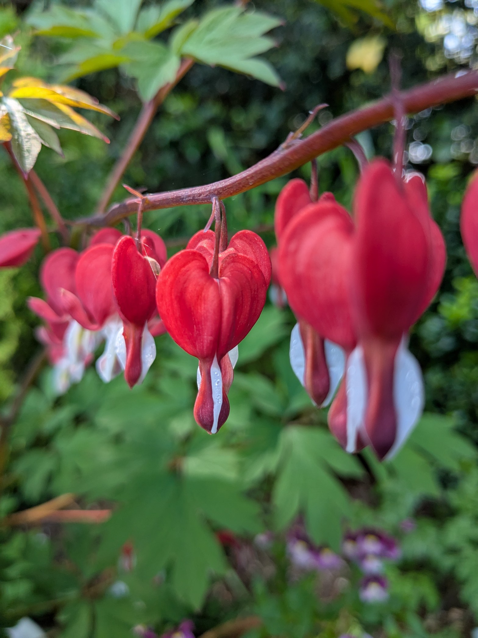 string of red and white heart flowers Dicentra